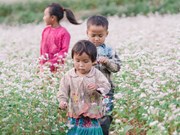 Provincia vietnamita de Ha Giang entra en la temporada de flores de alforfón
