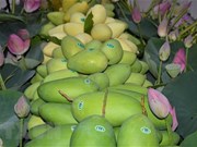 Vietnam, tercer mayor proveedor de mango de Corea del Sur 