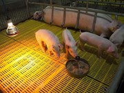 Exportación de vacuna vietnamita contra la peste porcina africana acapara atención de medios surcoreanos 