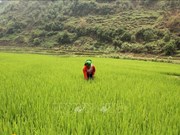 Provincia vietnamita busca desarrollar marca de su arroz glutinoso