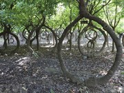 Descubra jardín de ayahuma reconocido en Organización de Récords de Vietnam