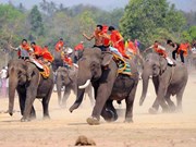 (Video) Carreras de elefantes, festival singular de etnias minoritarias en Vietnam