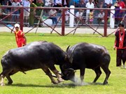 (Video) Peculiar fiesta de pelea de búfalos, patrimonio intangible de Vietnam