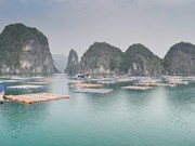 (Video) Aldea pesquera Cai Beo - pueblo flotante prehistórico más grande de Vietnam