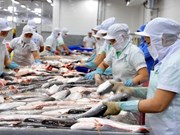 (Televisión) En alza exportaciones de pescado tra vietnamita a Estados Unidos y China