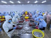 (Televisión) En alza exportaciones de camarón de Vietnam a Estados Unidos y Japón