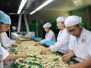  (Televisión) Exportaciones de anacardo de Vietnam tendrán recuperación tras pandemia