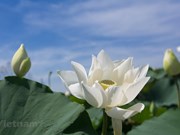 Flor de loto blanco capta la atención de hanoyenses