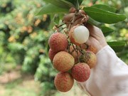 (Video) Temporada de cosecha del lichi de Luc Ngan en provincia vietnamita de Bac Giang
