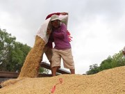 (Televisión) Vietnam puede convertirse en el primer exportador mundial de arroz