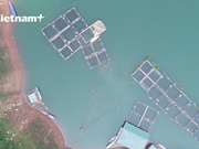 Campesinos se enriquecen gracias a piscicultura semi-salvaje en embalse hidroeléctrico de Hoa Binh
