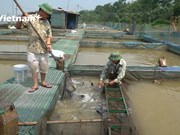[Video] Campesinos vietnamitas obtienen ingresos significativos de la acuicultura en río Kinh Thay