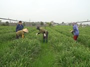 Modelo del cultivo de verduras limpias en Hanoi