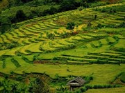 Belleza de las terrazas de arroz en la provincia vietnamita de Dien Bien 