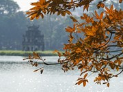 Árbol en Hanoi luce sus nuevas hojas en el invierno