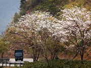 Año Nacional del Turismo 2024: Exploran tierra de Flor de Bauhinia blanca