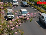 Flores de trompeta rosa embellecen calles de Ciudad Ho Chi Minh