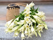 Inicia temporada de floración del lirio en Vietnam