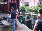 Rescatan con éxito tres osos en cautiverio en la provincia vietnamita de Lang Son