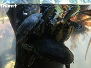 Descubren el hogar de especies raras de tortugas en el parque vietnamita de Cuc Phuong