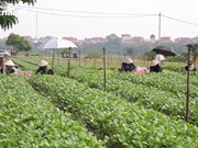 Zona verde vuelve a la producción para abastecer alimentos a Hanoi