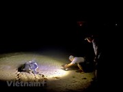 Tortugas marinas eligen isla vietnamita de Bay Canh para temporada de reproducción