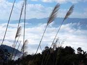 Lai Chau: lugar de “caza de nubes” hermoso en Vietnam