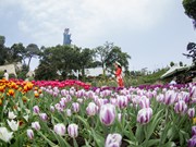 Jardín de tulipanes en cima de montaña vietnamita impresiona a turistas