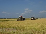 Diversificación del mercado, tarea clave para exportadores de arroz 
