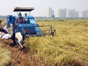 Cambio notable de zonas rurales a 15 años de expansión de Hanoi
