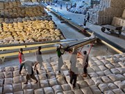 Vietnam exporta la mayor cantidad de arroz del mundo 