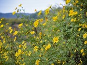 Girasoles silvestres tiñen de amarillo las montañas del noroeste 