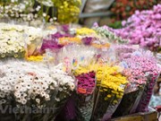 Revitalizado el mayor mercado de flores de Hanoi por el Día Internacional de la Mujer