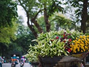 Las azucenas, la “flor de abril” de Hanoi