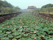 [Foto] Florecen lotos en la antigua ciudad imperial Hue 