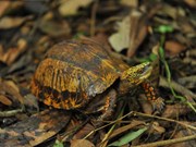 [Foto] Centro de Conservación de Tortugas en Parque Nacional de Cuc Phuong