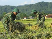 [Foto] Dien Bien: soldados ayudan a agricultores a cosechar arroz