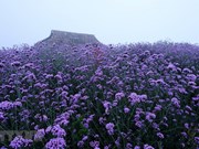 [Foto] Campo de las flores de la nuez vómica en Sapa