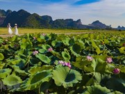 [Foto] Temporada de floración de lotos en Ninh Binh