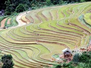 [Foto] Colores de terrazas arrozales pintan las montañas de Son La