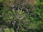 [Foto] Kon Tum: biodiversidad en el parque Kon Plong