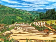 [Foto] Terrazas de arroz en Y Ty, Lao Cai