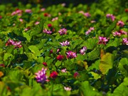 Temporada de floración de loto en provincia de Ninh Binh