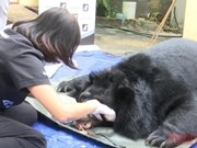 Campaña de protección de osos en Vietnam recibe apoyo de estrellas mundiales