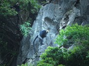 Langures en archipiélago vietnamita figuran entre primates raros del mundo