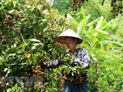 Incentivan producción y consumo de lichi en Vietnam   