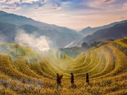 Terrazas de arroz, paisaje majestuoso del Noroeste de Vietnam