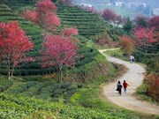 Florecen melocotones silvestres en zona montañosa vietnamita 