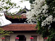 Flores de Sua blanquean Hanoi cuando cambian las estaciones