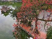 Admiran belleza de flores Bombax Ceiba en patio de la Pagoda Thay en Hanoi